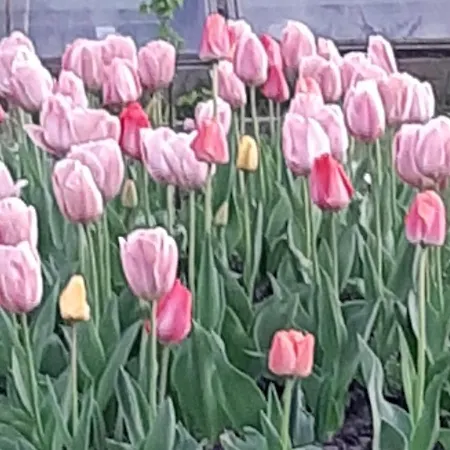 Mi * Amsterdam