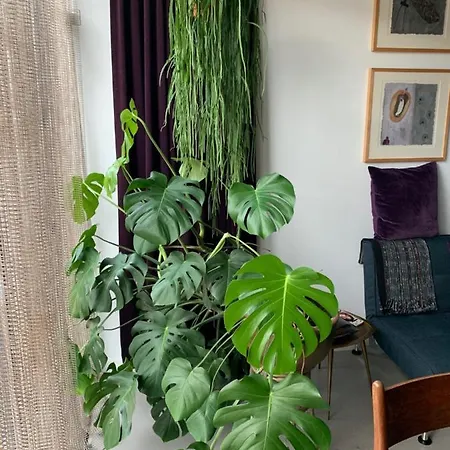 Homestay Chez Odette - Free Bikes & Private Car Parking Amsterdam