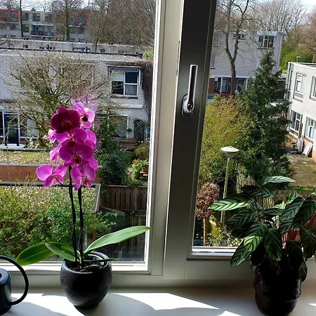 Amor Guesthouse Bed & Breakfast