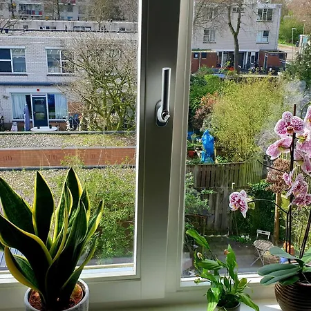 Amor Guesthouse * Amsterdam