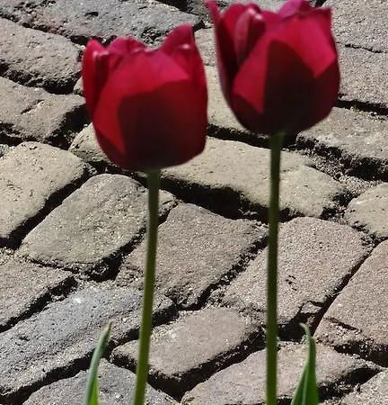 De Noordeling