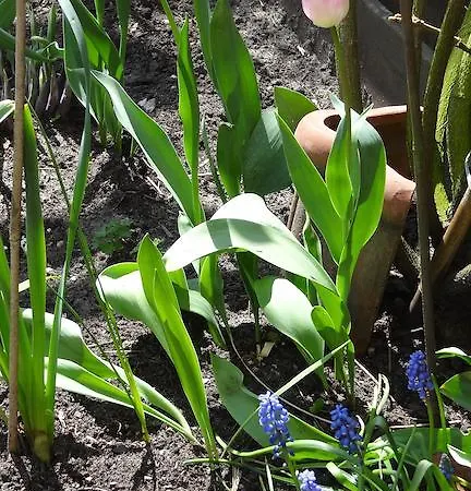 Frühstückspension De Noordeling