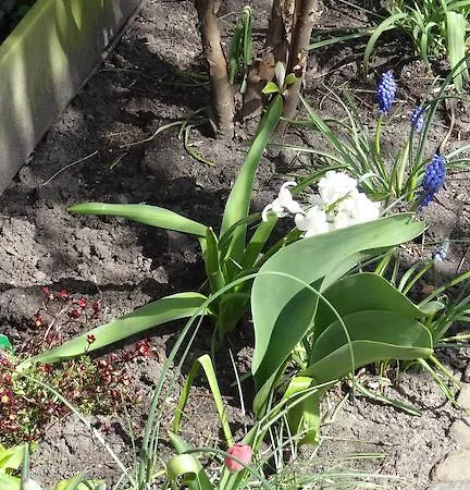 Frühstückspension De Noordeling