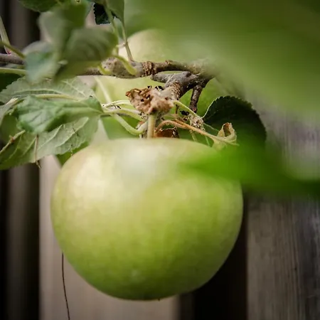 Pansiyon De Greenhouse