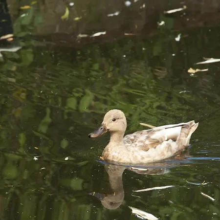 Lägenhet Canal Garden Staywell Amsterdam