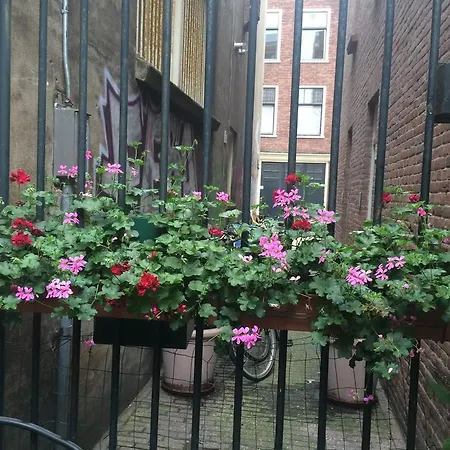 Rose 170 5*