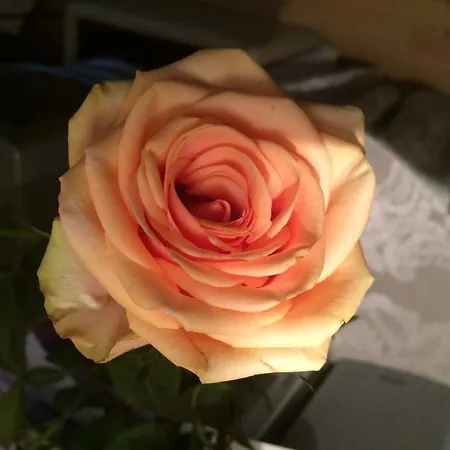 Rose 170 5*
