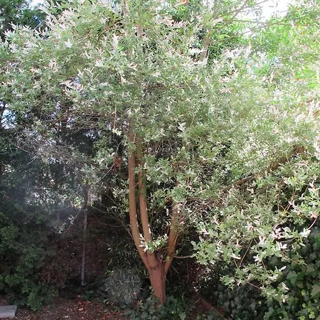 לינה וארוחת בוקר Ibiza