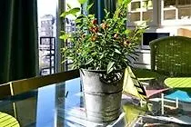 Hotel Swaen